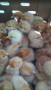 Пилета носачки, Ломан Браун, Ломан Браун ЛСЛ и Иса Браун , снимка 2