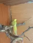 Женски малък александър, снимка 5