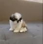 Ши тцу, снимка 1