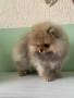 Померан момиче с Родословие , снимка 2