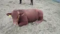 Телета продан.., снимка 6