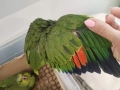 Ръчно хранени папагали Амазони , снимка 7