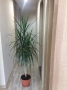 Красива палма Драцена Маргината, Хлорофитум, снимка 4