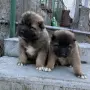Кавказка овчарка, снимка 3