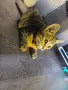 Подарявам малко котенце, снимка 3
