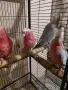 Розово какаду бебета, снимка 3
