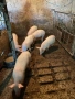 Продаваме малки прасенца, снимка 4