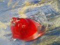 Стъклен цветен морж, снимка 3
