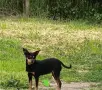 продавам чистокръвни пинчери , снимка 4