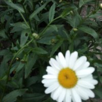 Градински маргаритки - корен, снимка 4 - Градински цветя и растения - 41271145