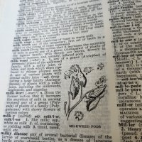 Webster's New World Dictionary of the Amеrican language -голям речник на американския език 1728 стр, снимка 5 - Чуждоезиково обучение, речници - 41167964