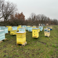 Продавам пчелни семейства с многокорпусен кошери, снимка 3 - За пчели - 44828345