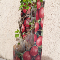 Червено Цариградско грозде - разсад, снимка 1 - Разсади - 36357809
