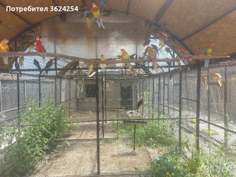 Продавам Розели, снимка 1