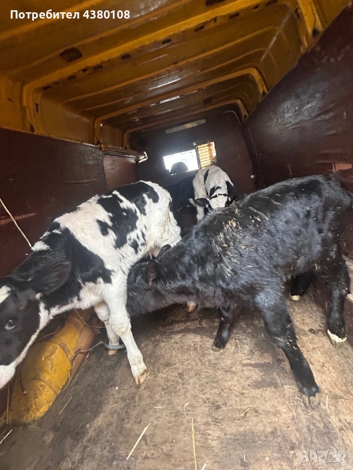 Свободни сукалчета мъжки, снимка 1