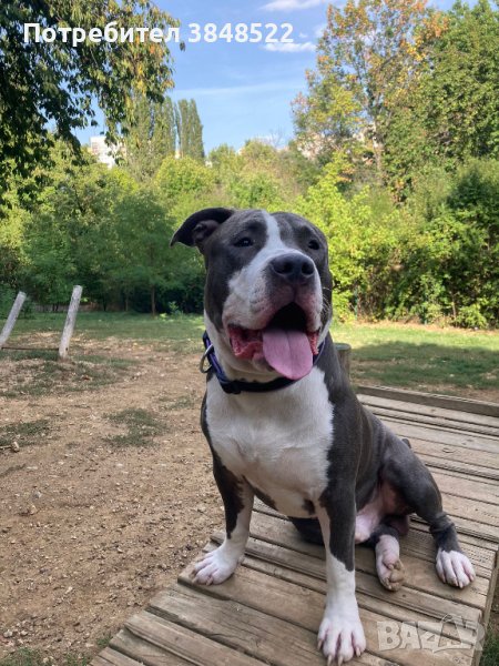 Американско були , снимка 1