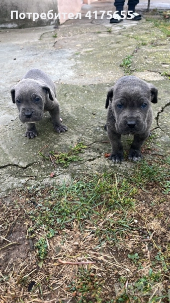 Сане сорсо, снимка 1