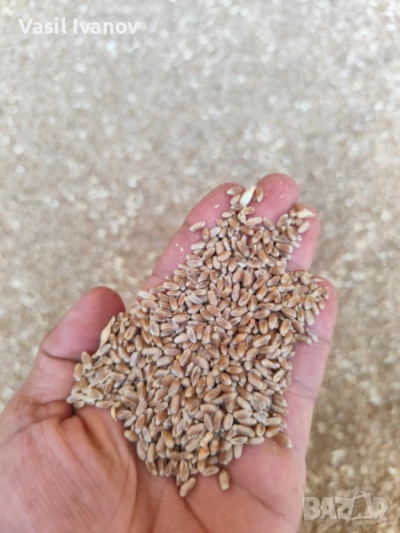 Пшеница семе сорт АВЕНЮ Ц1, снимка 1