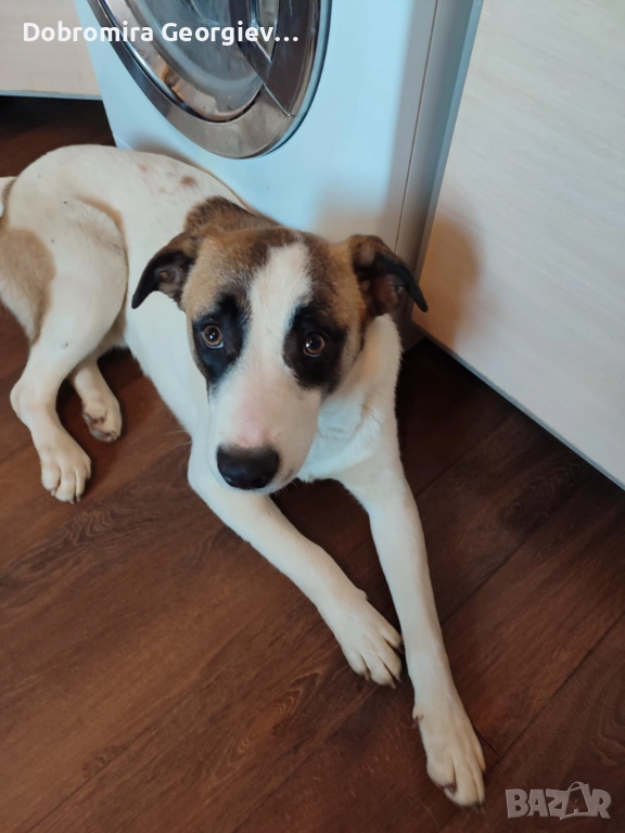 Рино си търси постоянен дом, снимка 1