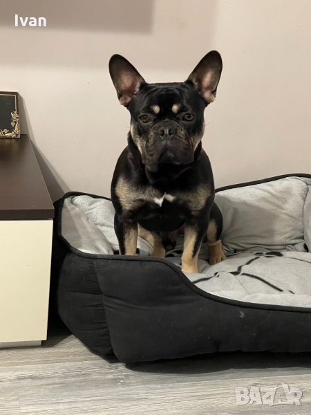 Френски Булдог , снимка 1