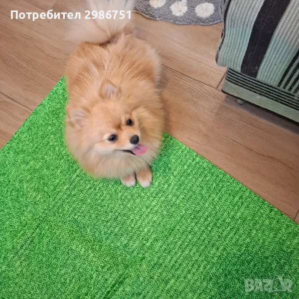 Женски шпиц -Не е наличен!, снимка 1