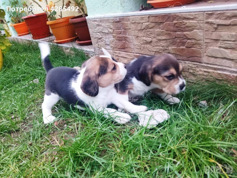 Куче порода Бигъл, Чистокръвни бигълчета , снимка 1