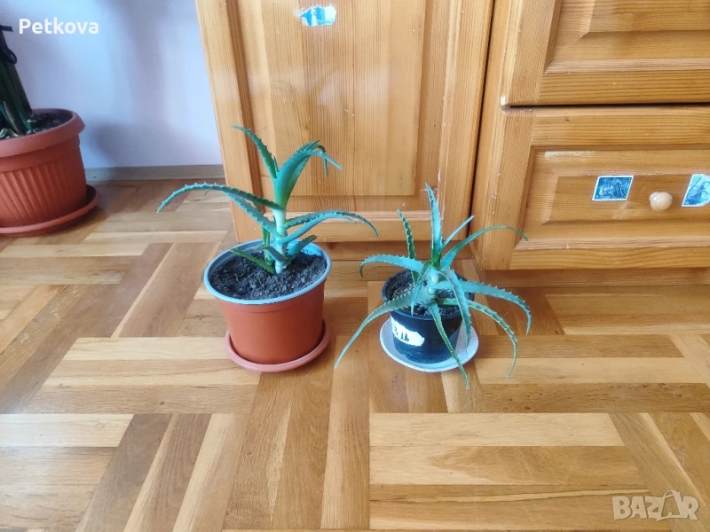 Алое Вера медицинско, снимка 1