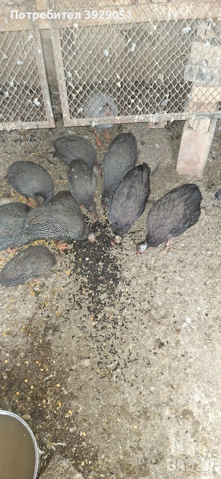 Продавам токачки млади , снимка 1