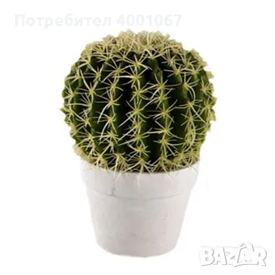 кактус в саксийка, снимка 1