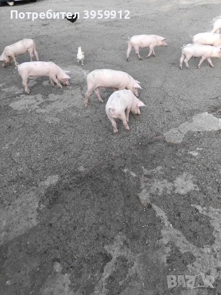 Прасенца на 2 месеца , снимка 1