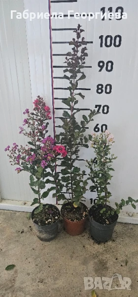 Индийски люляк , снимка 1