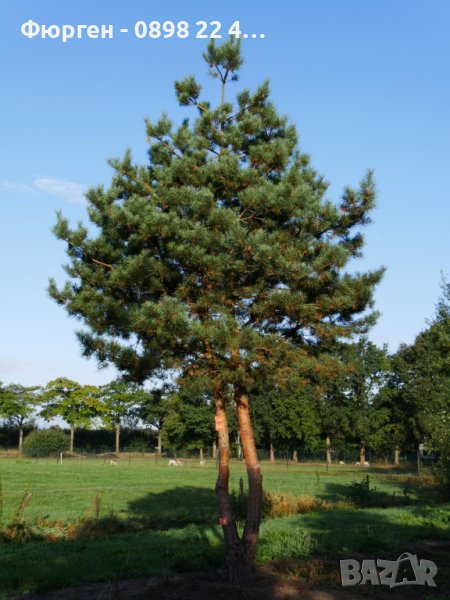 Ела Българска , бор , смърч , бял бор и мура, снимка 1