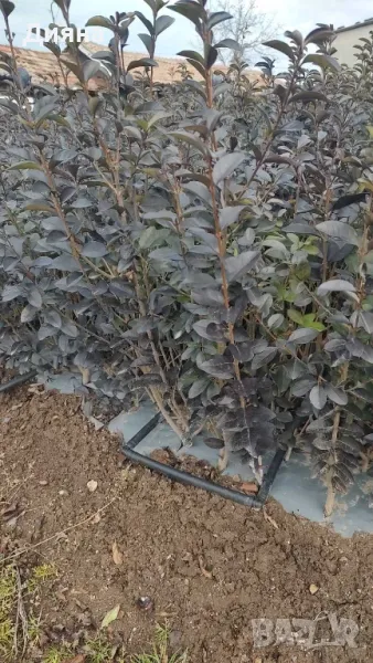 лигуструм жив плет , снимка 1