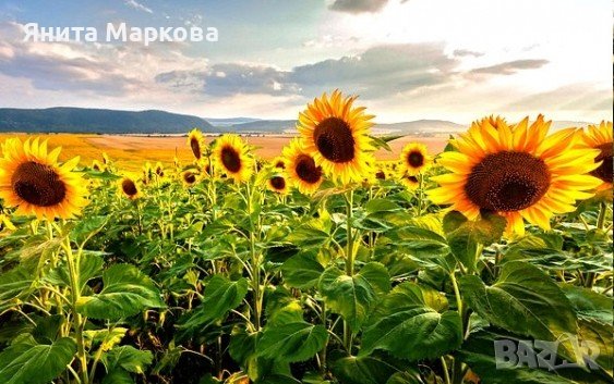 Купувам ЗЕМЕДЕЛСКА ЗЕМЯ всички землища в Община Болярово, снимка 1