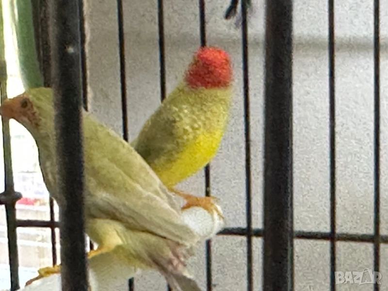 Продавам тръстикови Астрилди , снимка 1