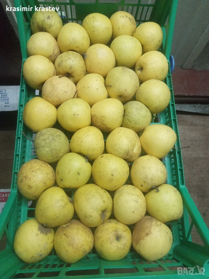 Ябълки домашни, снимка 1