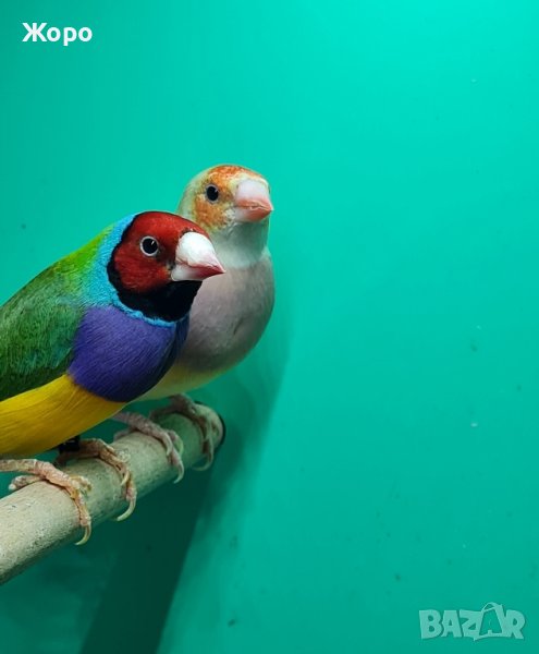 Продавам гулдови амадини, снимка 1