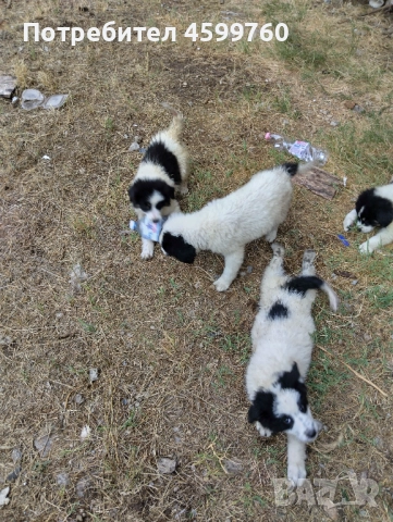 Българско овчарско куче - 2 бр. женски, снимка 6 - Каракачанска овчарка - 51979059