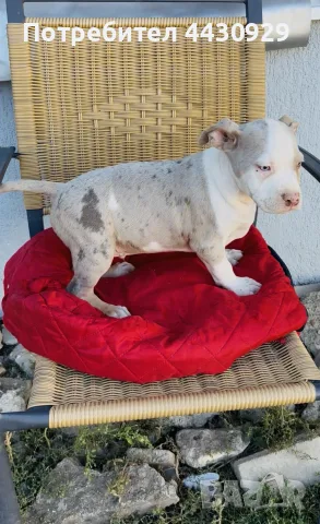 American Bully XL, снимка 8 - Американски стафордширски териер - 56359868