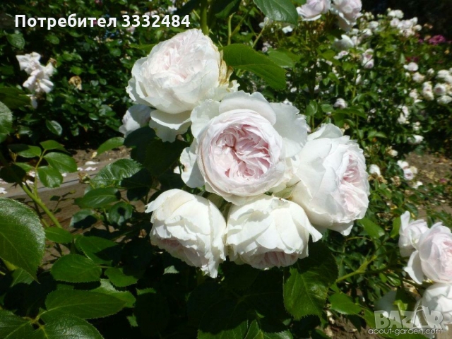 Роза 16, снимка 2 - Градински цветя и растения - 36092785