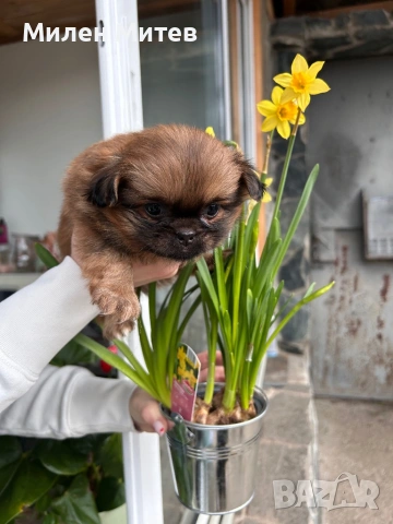 Кученца пекинез