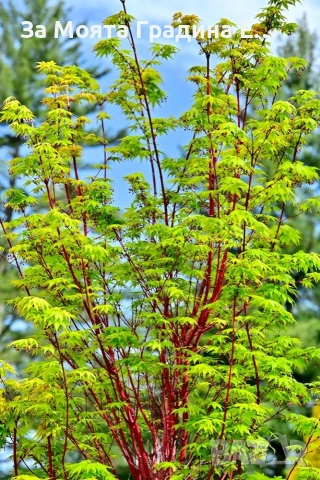 Ацер-Санго Каку