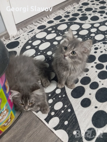 Сибирски котета, снимка 6 - Сибирски - 51027920