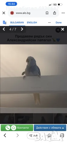 Продавам рядък син Александрийски папагал 🦜💙, снимка 4 - Папагали - 55823122