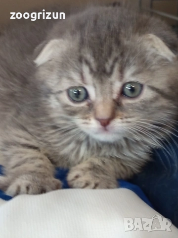 Шотландски клепоухи котенца, снимка 3 - Британска късокосместа - 53632007