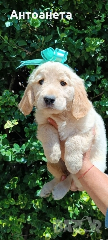 Бебета Голдън ретривър , снимка 6 - Голдън ретривър - 52372675