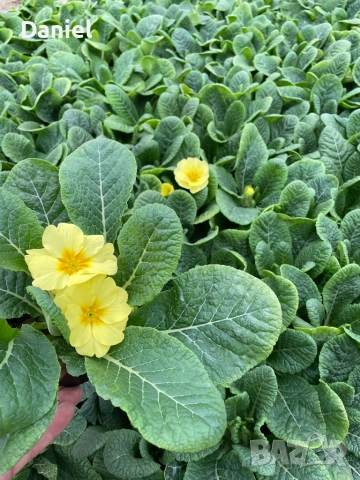 Цветя за 8 - ми март, снимка 7 - Градински цветя и растения - 53323438