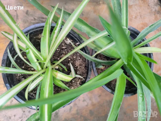 Продавам хлорофитум