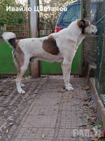 Алабай, снимка 7 - Алабай - 53766290