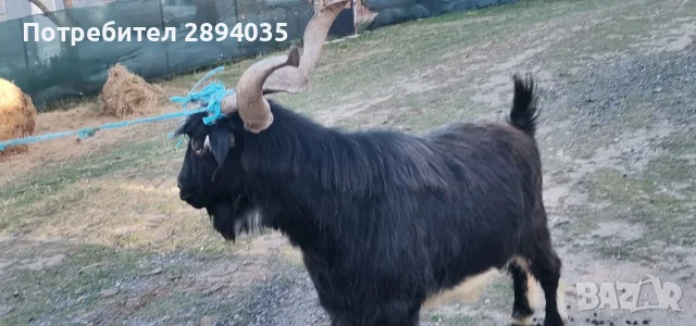 скопен пръч около 100 кг , снимка 5 - Кози - 56333598